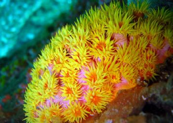 Corals.  Puerto Galera, Philippinnes. Sony P5 digital. by Hilal Matta 